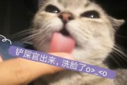 娱乐吃瓜酱猫妈,揭秘娱乐圈背后的温馨故事